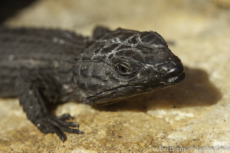 cape point lizard